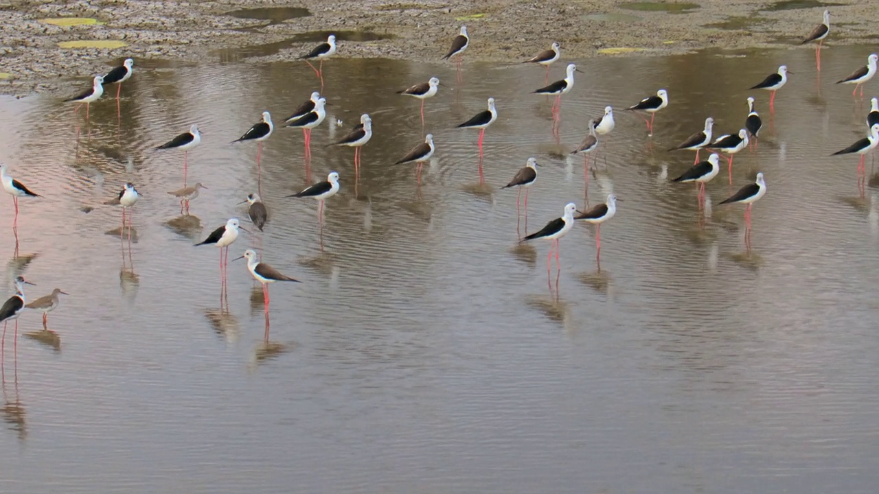 一群黑翅高跷鸟站在浅水里视频下载