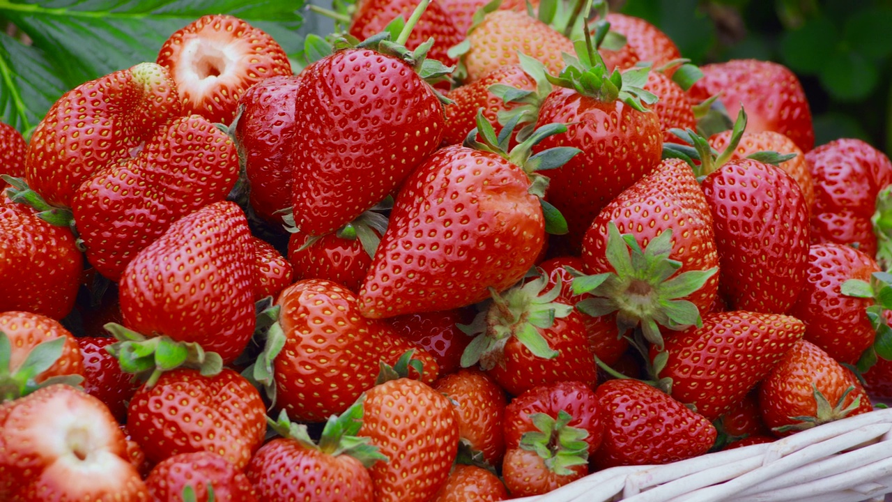 甜美成熟的草莓在柳条篮里的特写视频素材