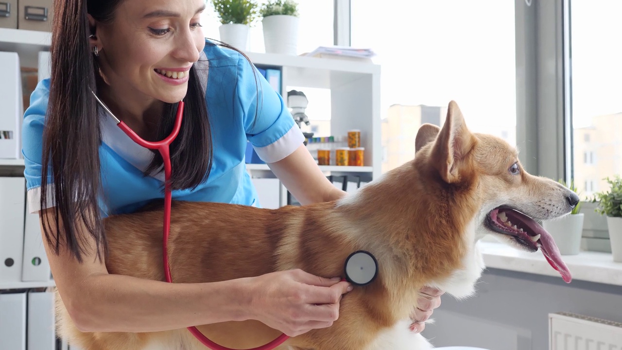 兽医医生在诊所用听诊器给狗听特写视频下载