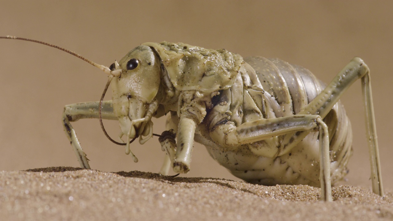 纳米比亚，沙漠蟋蟀在自我训练。视频下载