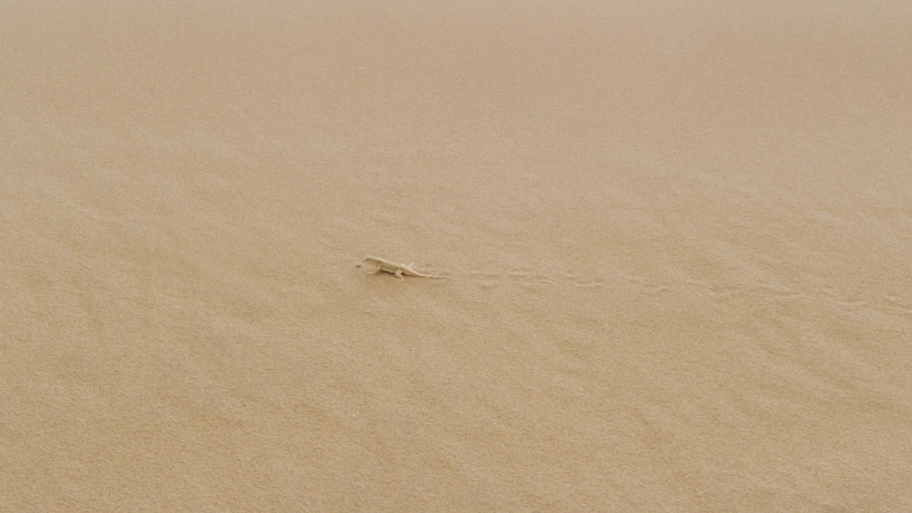 纳米比亚，蜥蜴在沙滩上奔跑。视频下载