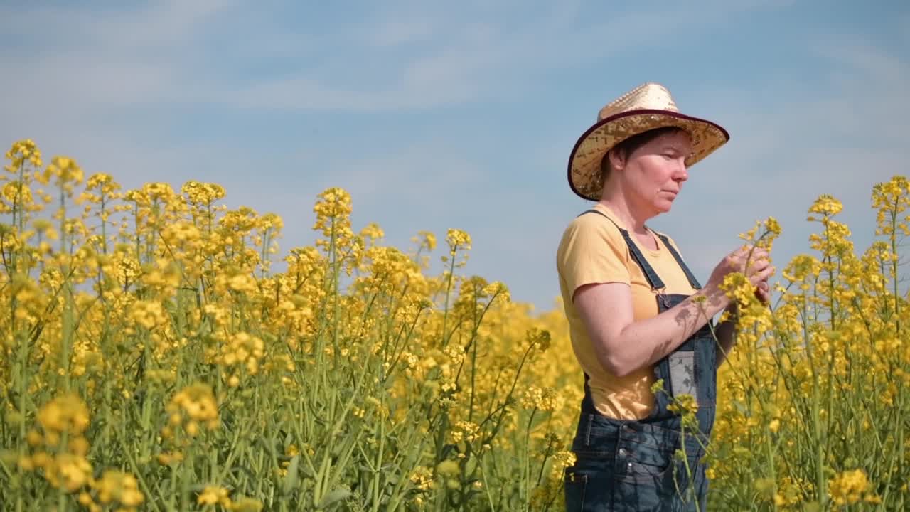 女农学家，在田间检查油菜籽开花的情况，然后在作物间穿行视频素材