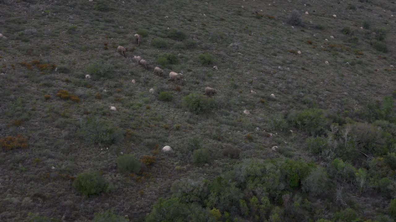 无人机拍摄的画面显示，在南非东开普省的拉利贝拉野生动物保护区，一群大象排成一行从山坡上走下来视频素材