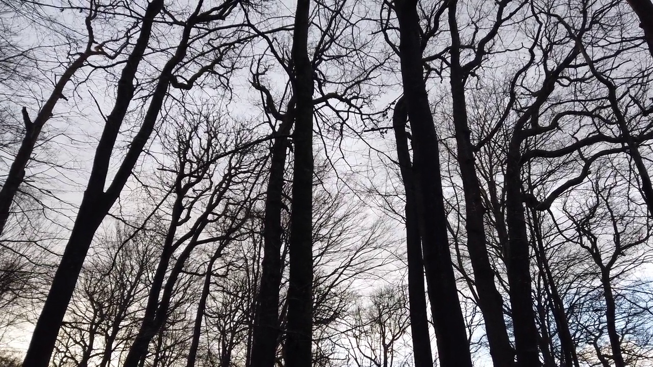 老橡树和山毛榉树背光，剪影，平底锅，常平架视频下载