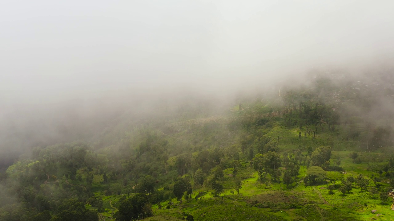斯里兰卡的绿茶种植园。茶产业格局视频下载