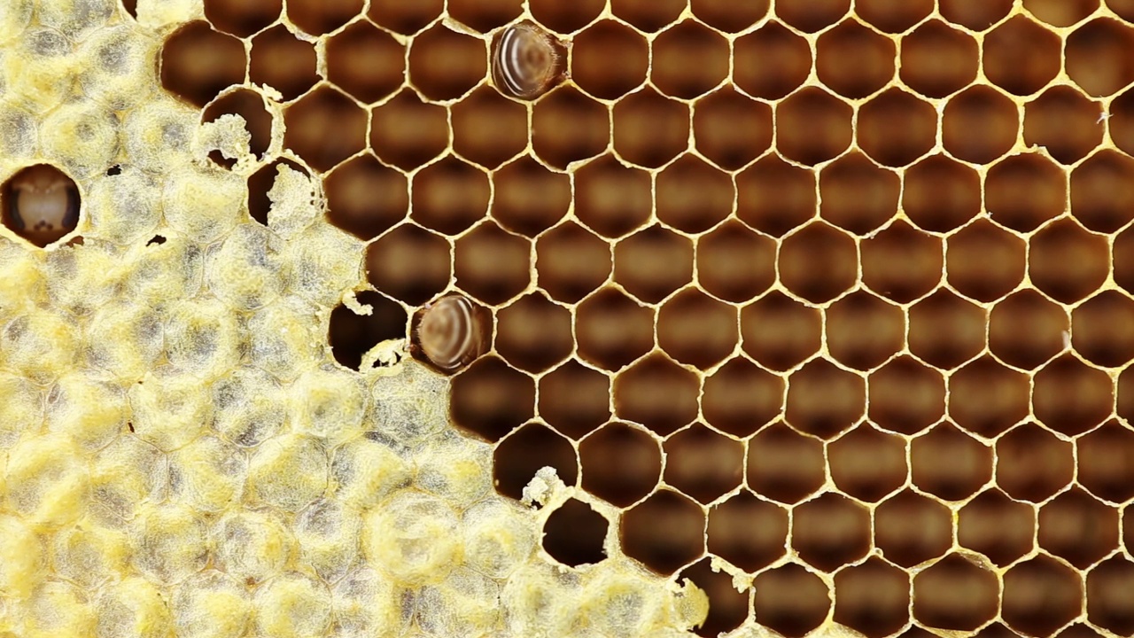蜂房里的蜂房里的蜜蜂视频素材