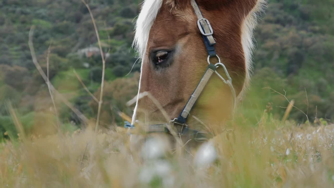 近景的美丽的棕色马吃草和干草在草地。棕色的马在牧场上吃草。视频素材