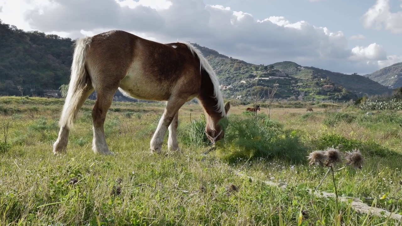 近景的美丽的棕色马吃草和干草在草地。棕色的马在牧场上吃草。视频素材