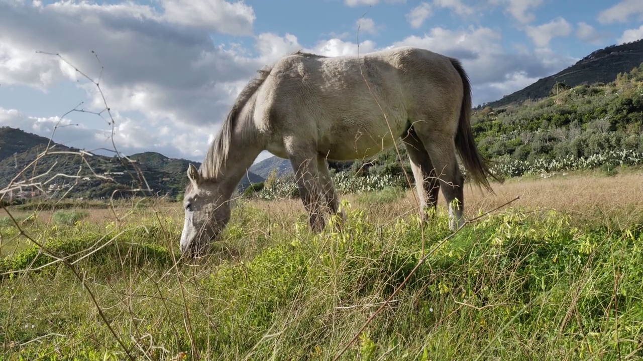 在牧场上吃草的白马。美丽的母马在山上的草地上吃东西。视频素材