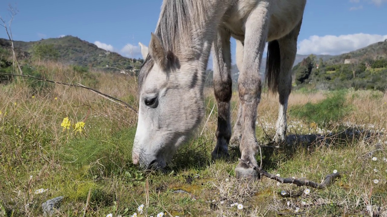 在牧场上吃草的白马。美丽的母马在山上的草地上吃东西。视频素材