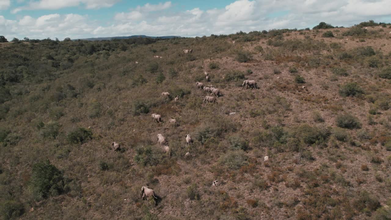 南非东开普省拉利贝拉野生动物保护区，无人机拍摄的镜头显示山坡上的一群大象视频素材