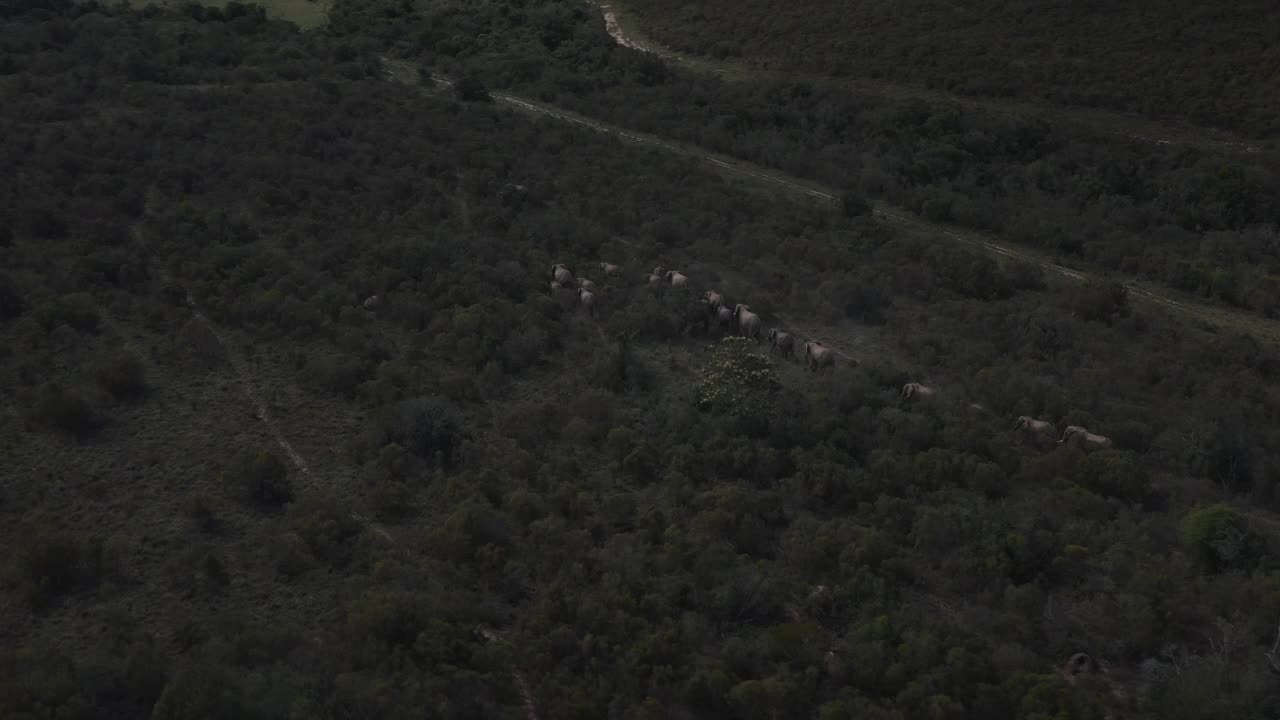南非东开普省拉利贝拉野生动物保护区，无人机拍摄并追踪一群在灌木丛中行走的大象视频素材