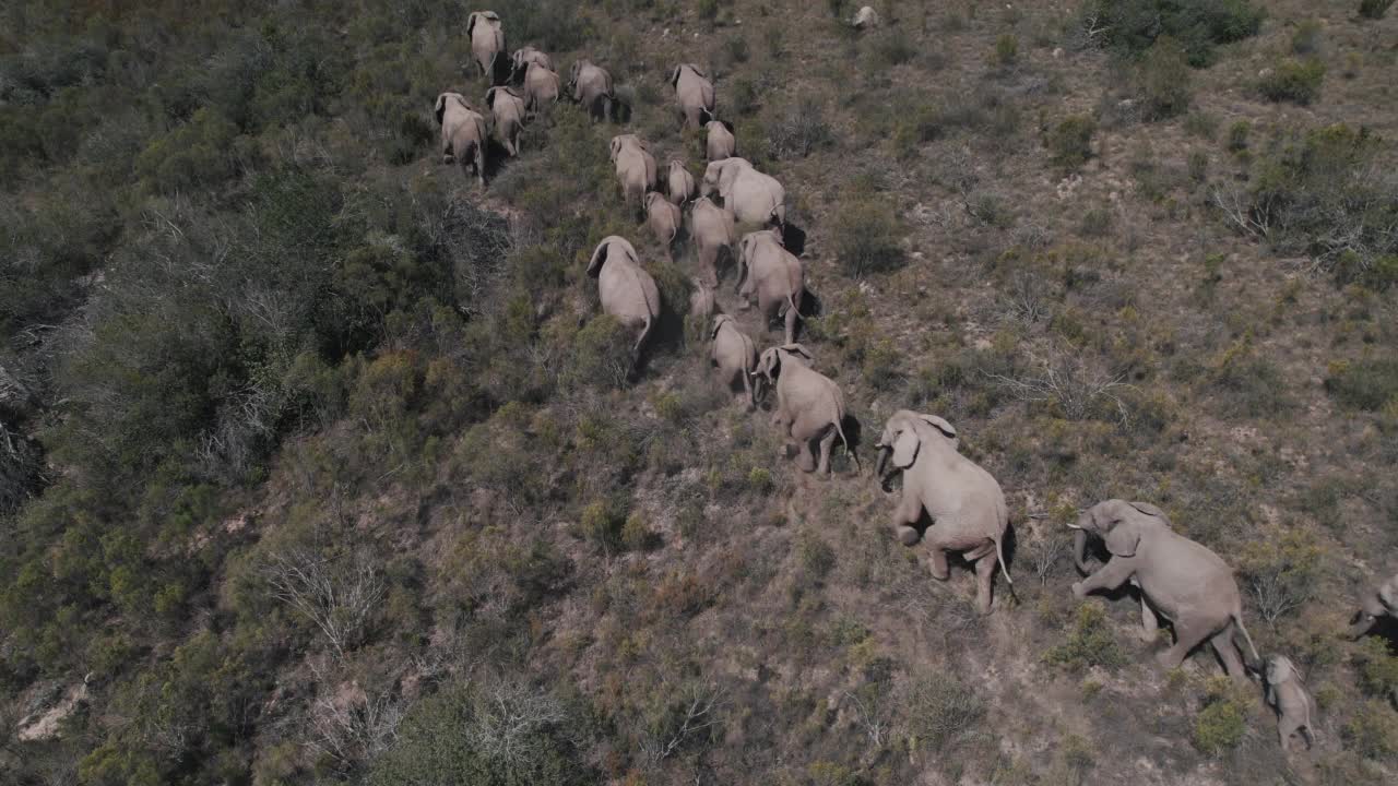 倾斜无人机拍摄的视频显示，南非东开普省拉利贝拉野生动物保护区，一群大象视频素材