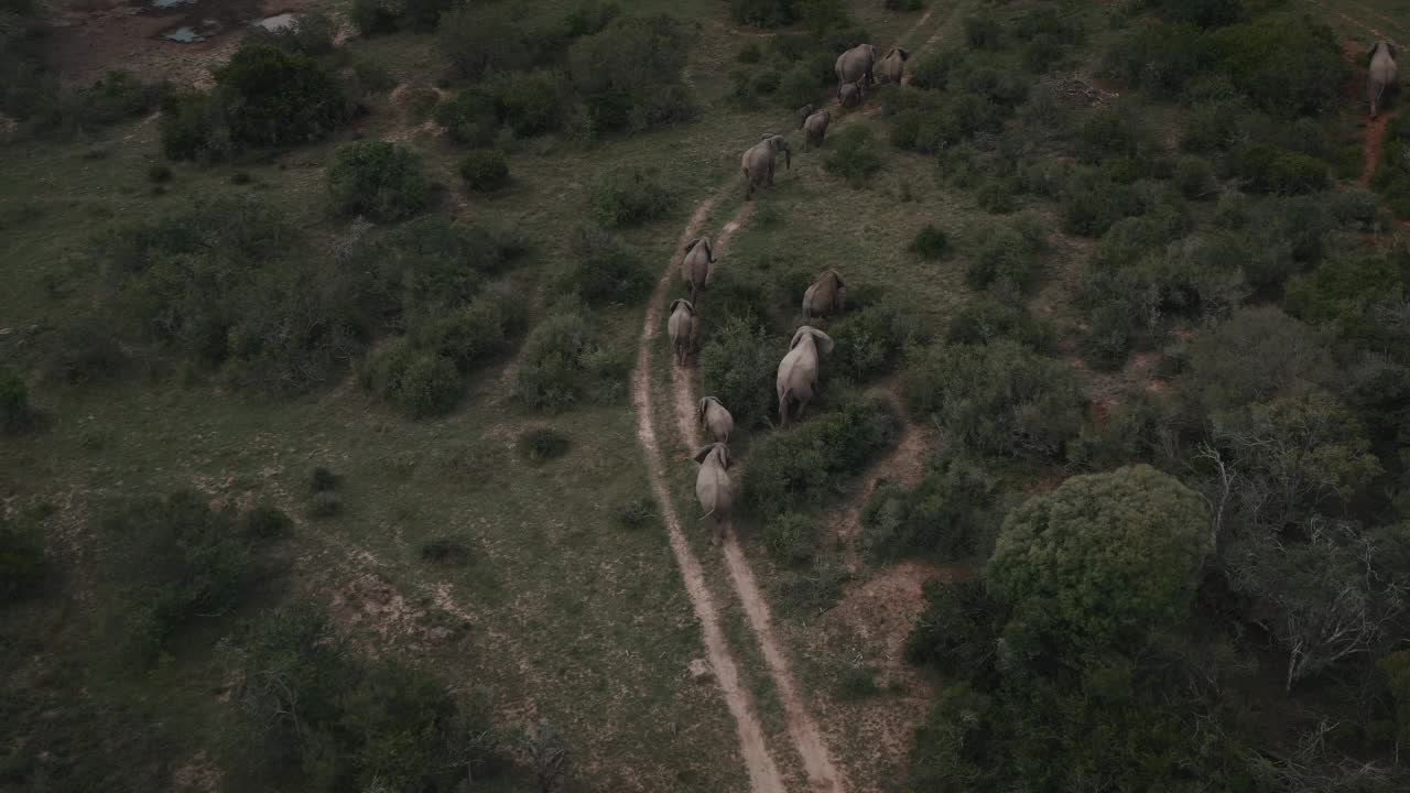 南非东开普省拉利贝拉野生动物保护区，一架无人机在一群大象后面被射杀视频素材