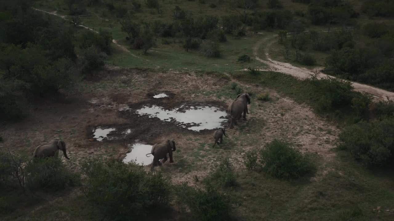 在南非东开普省的拉利贝拉野生动物保护区，一群大象在水坑周围行走，这是无人机拍摄的画面视频素材