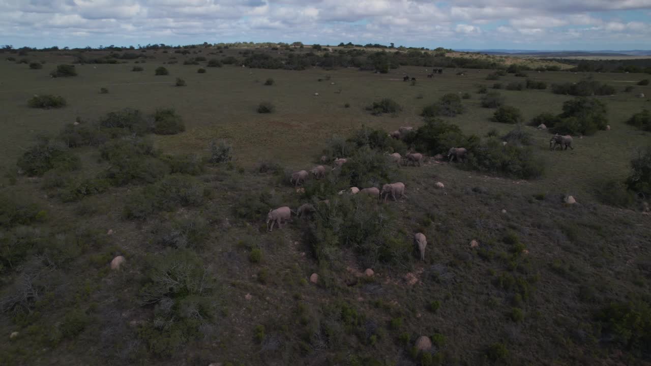 摄于南非东开普省拉利贝拉野生动物保护区，航拍照片显示一群大象正在接近摄像机视频素材