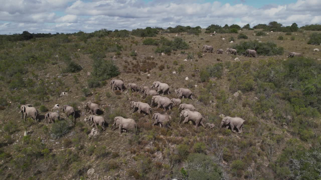 无人机拍摄的镜头显示，一大群非洲象正在穿越南非东开普省拉利贝拉野生动物保护区的一片树林视频素材