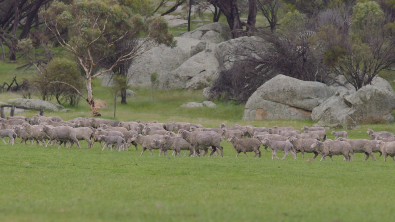 一群美利奴羊被赶过一个风景如画的绿色澳大利亚围场的美丽的慢镜头风景视频下载