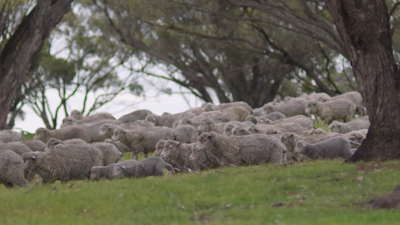 一群美利奴羊被赶过一个风景如画的绿色澳大利亚围场的美丽的慢镜头风景视频素材
