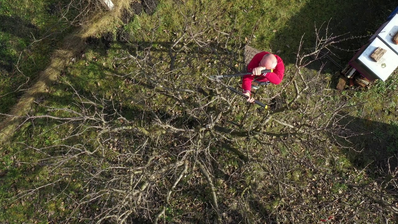 鸟瞰图中的园丁正在修剪树枝，用修剪剪在果园里修剪果树视频下载