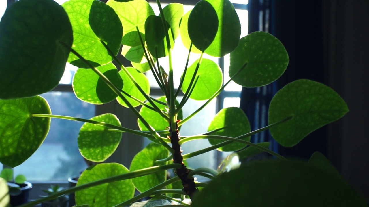在早晨的阳光下，中国的钱植物(Pilea)视频素材