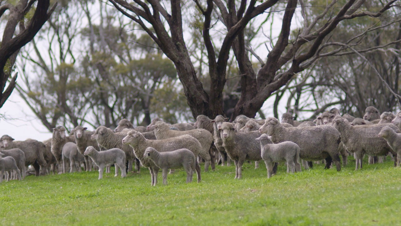 一群美利奴羊被赶过一个风景如画的绿色澳大利亚围场的美丽的慢镜头风景视频下载