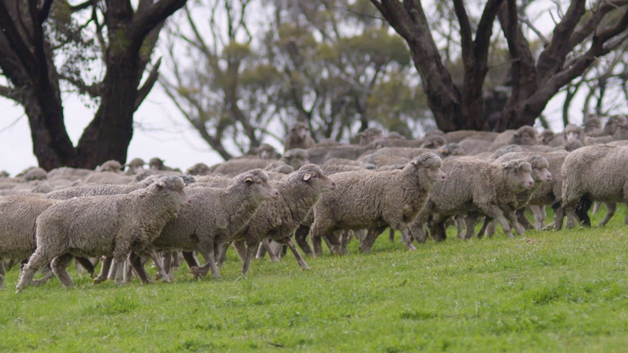 一群美利奴羊被赶过一个风景如画的绿色澳大利亚围场的美丽的慢镜头风景视频素材