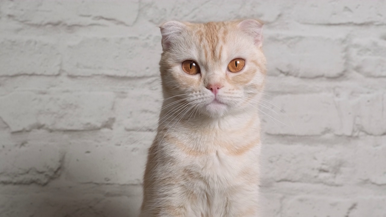 姜色虎斑猫幼猫品种苏格兰折与大棕色眼睛在灰色背景的肖像视频素材