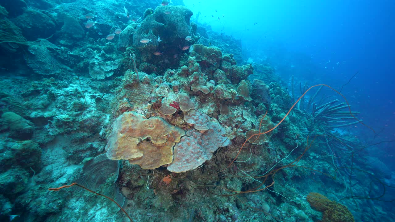 在库拉索岛附近的加勒比海，有各种各样的鱼、珊瑚和海绵在蓝绿色的珊瑚礁水中视频下载