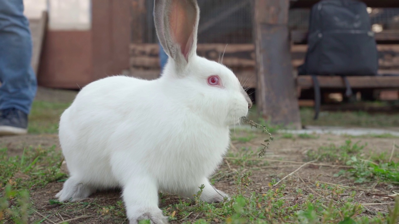 可爱的毛茸茸的兔子在农场嚼草的特写。兔子吃。复活节兔子视频下载