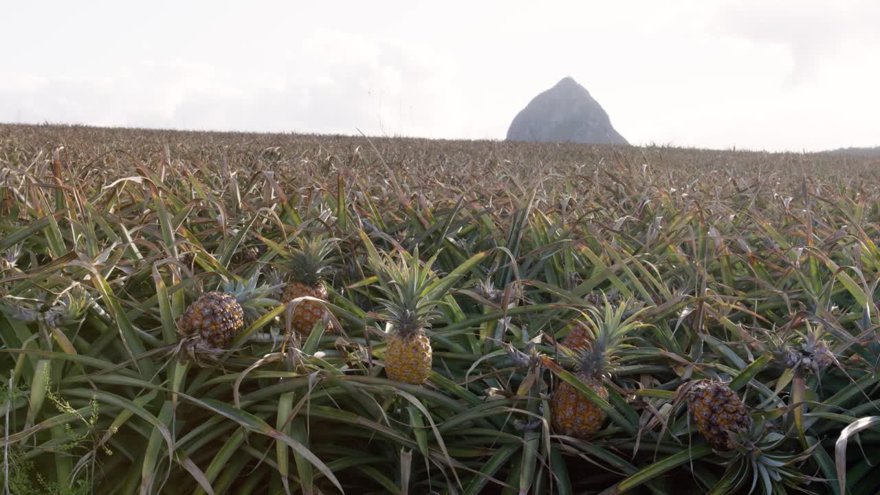 一个农民在一个巨大的种植园里种植菠萝作物。在澳大利亚昆士兰美丽的阳光海岸拍摄的惊人的4K。视频下载