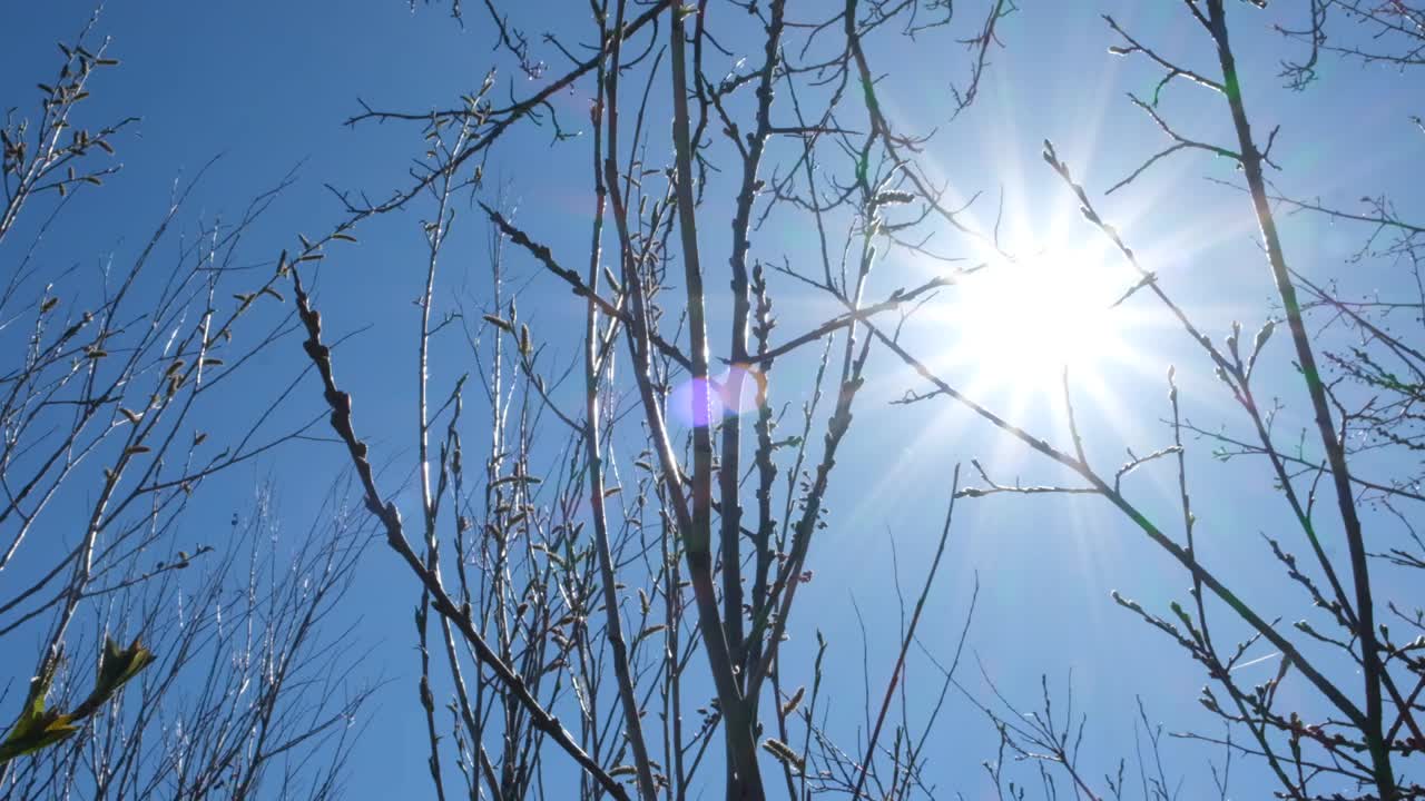 春天的光秃秃的树和嫩叶在阳光明媚的蓝色天空的背景。许多光秃秃的树枝的剪影和在树枝和树干间透射的阳光。视频下载