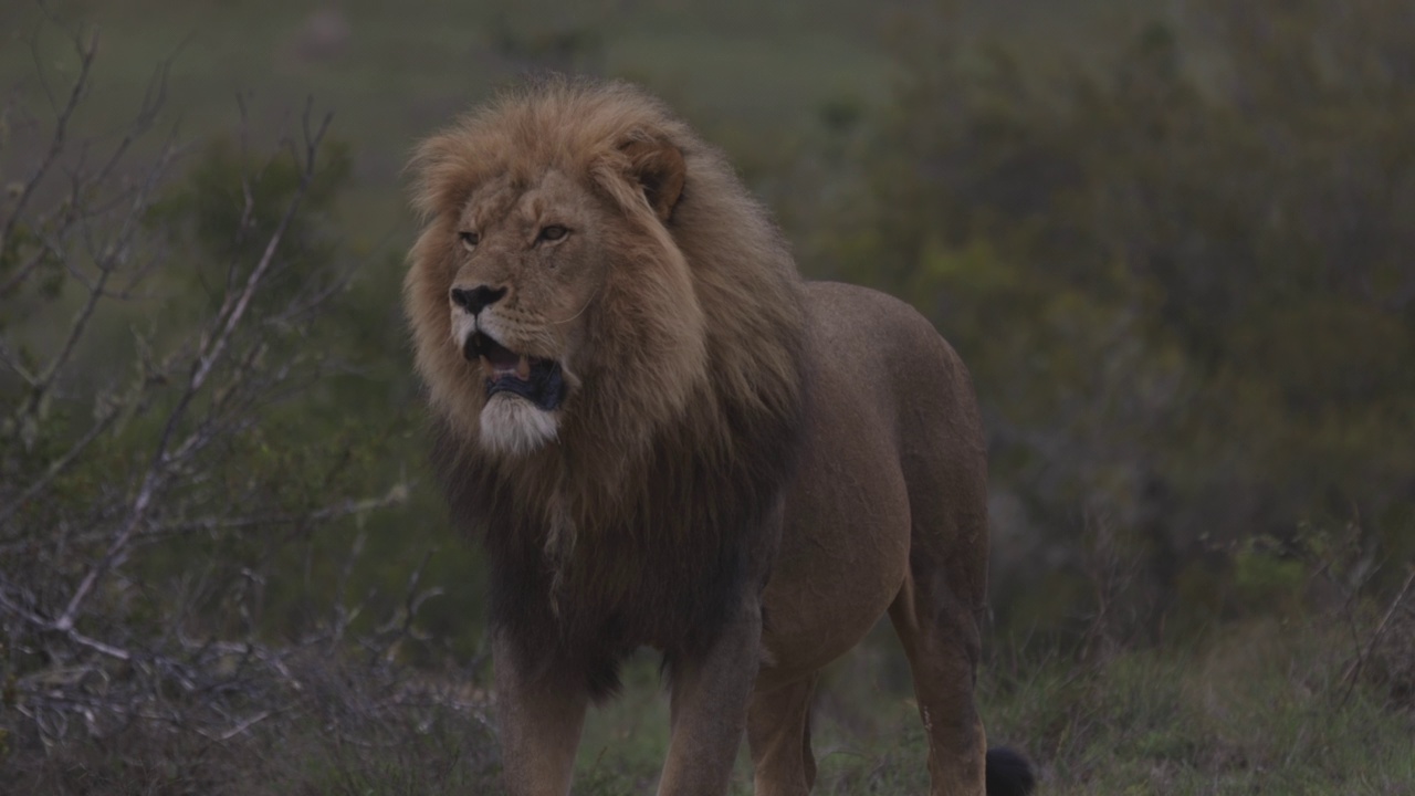南非东开普省拉利贝拉野生动物保护区，慢镜头显示一只雄狮站在灌木丛中视频素材