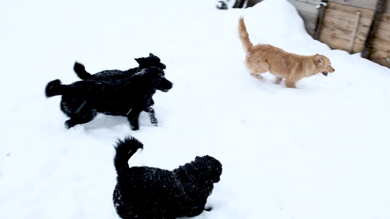 在雪地里玩的狗视频下载