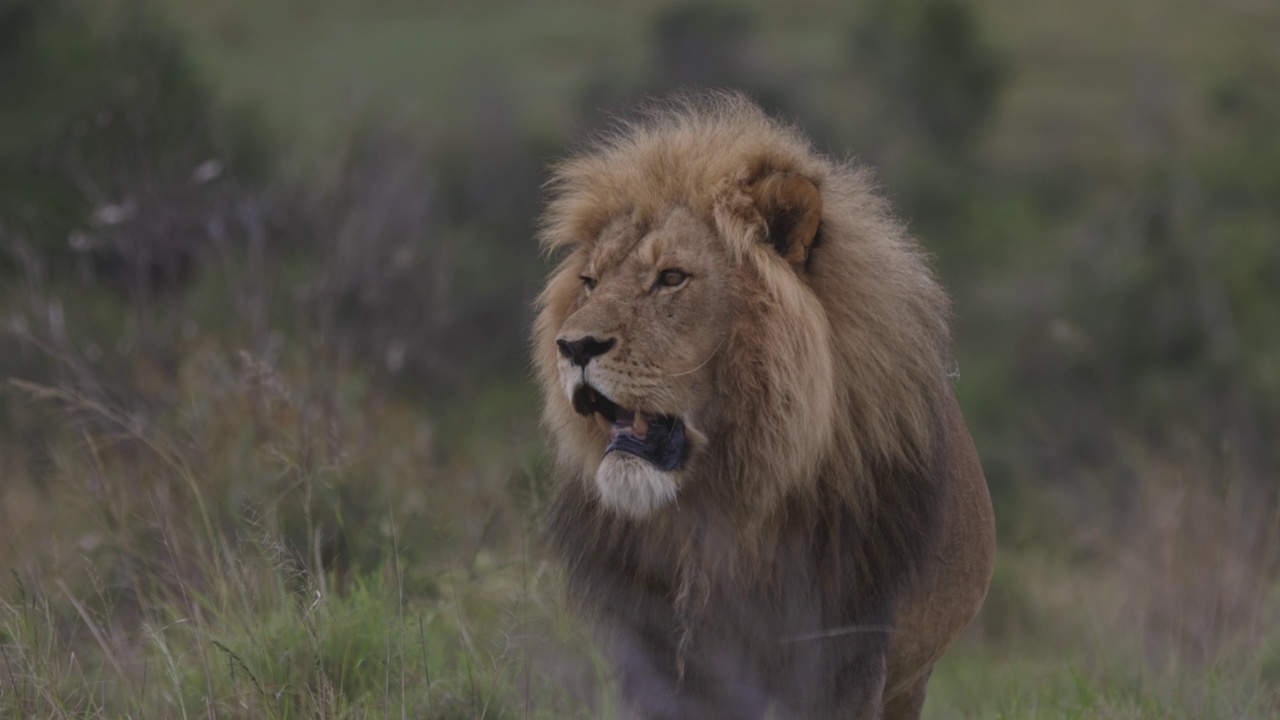 南非东开普省的拉利贝拉野生动物保护区，一只雄狮正走向摄像机拍摄的慢镜头视频素材