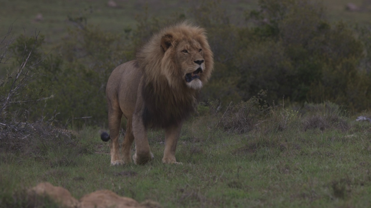 南非东开普省拉利贝拉野生动物保护区，慢动作视频显示一只雄狮正走向摄像机视频素材