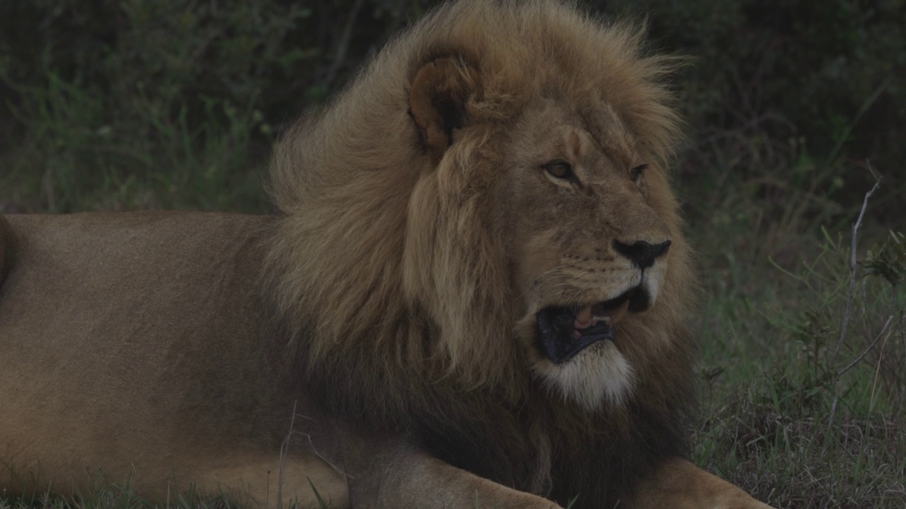 南非东开普省拉利贝拉野生动物保护区，雄伟的雄狮转身，然后躺下，用慢镜头拍摄视频素材