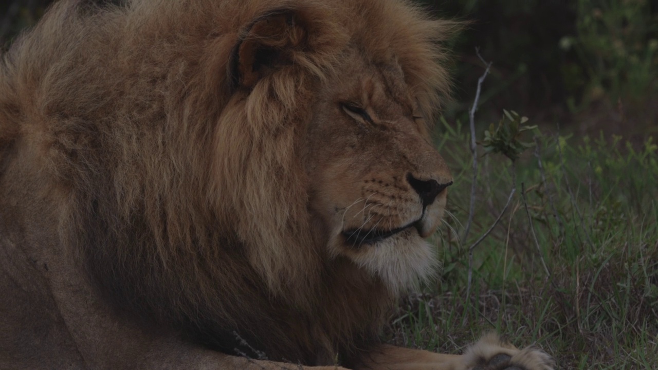 南非东开普省的拉利贝拉野生动物保护区，一只雄狮正积极地试图吃掉一只苍蝇视频素材