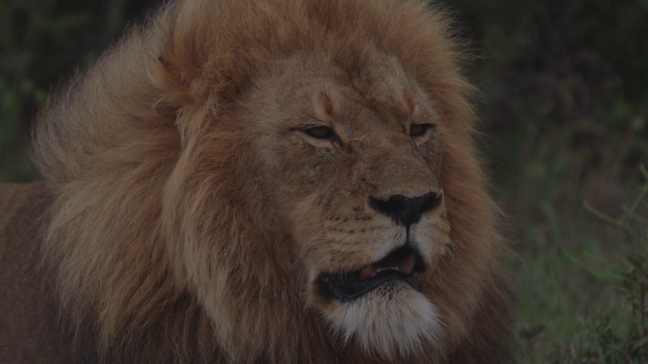 南非东开普省的拉利贝拉野生动物保护区，一头雄狮凝视着远处，拍摄的是慢镜头视频素材