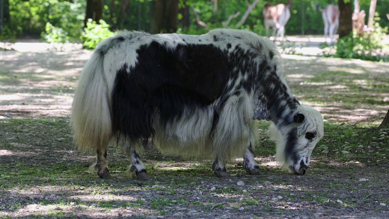 家养牦牛。在喜马拉雅地区发现的一种长毛家养牛科动物视频下载