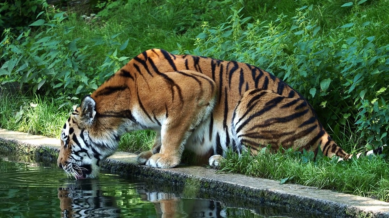 西伯利亚虎是世界上最大的猫科动物视频下载