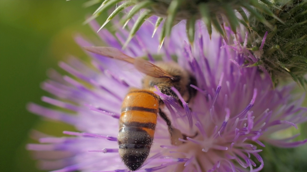 微距镜头蜜蜂视频下载
