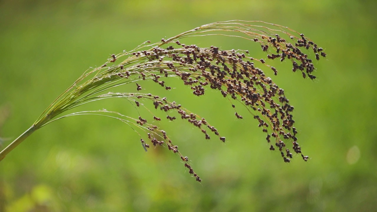 农业上种植粟。粟属植物，俗称糜子或普通小米。正在成熟的粟刷在田野里proso视频素材