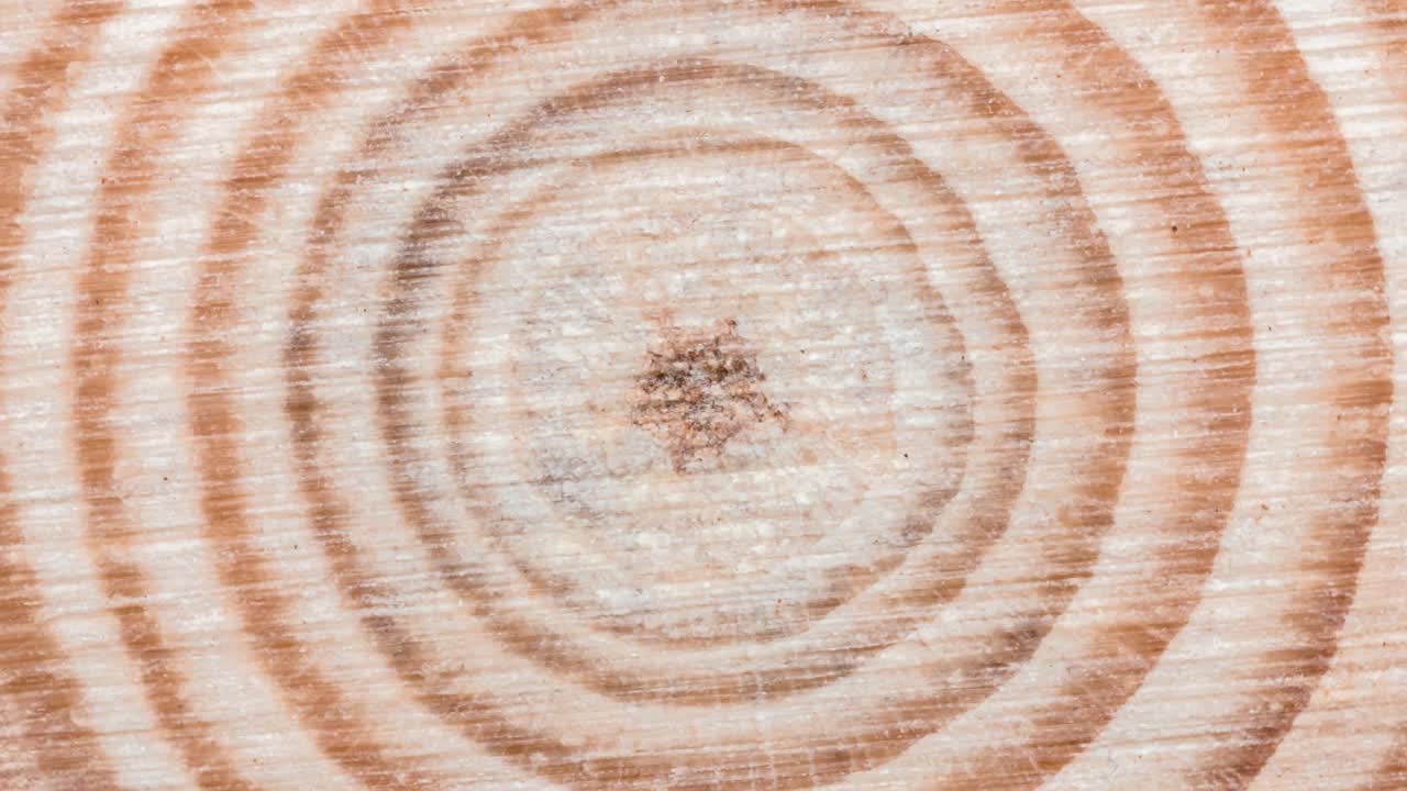 木雕树木切割表面与有机树木年轮循环视频视频下载