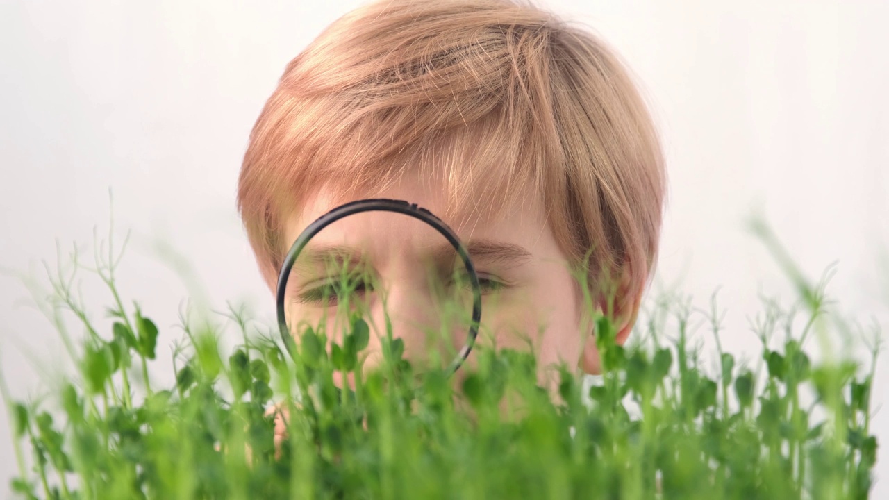 那孩子用放大镜观察草地。生物学和植物学。对植物的兴趣。豌豆在。一个金发碧眼的孩子仔细地检查着植物的嫩芽视频素材