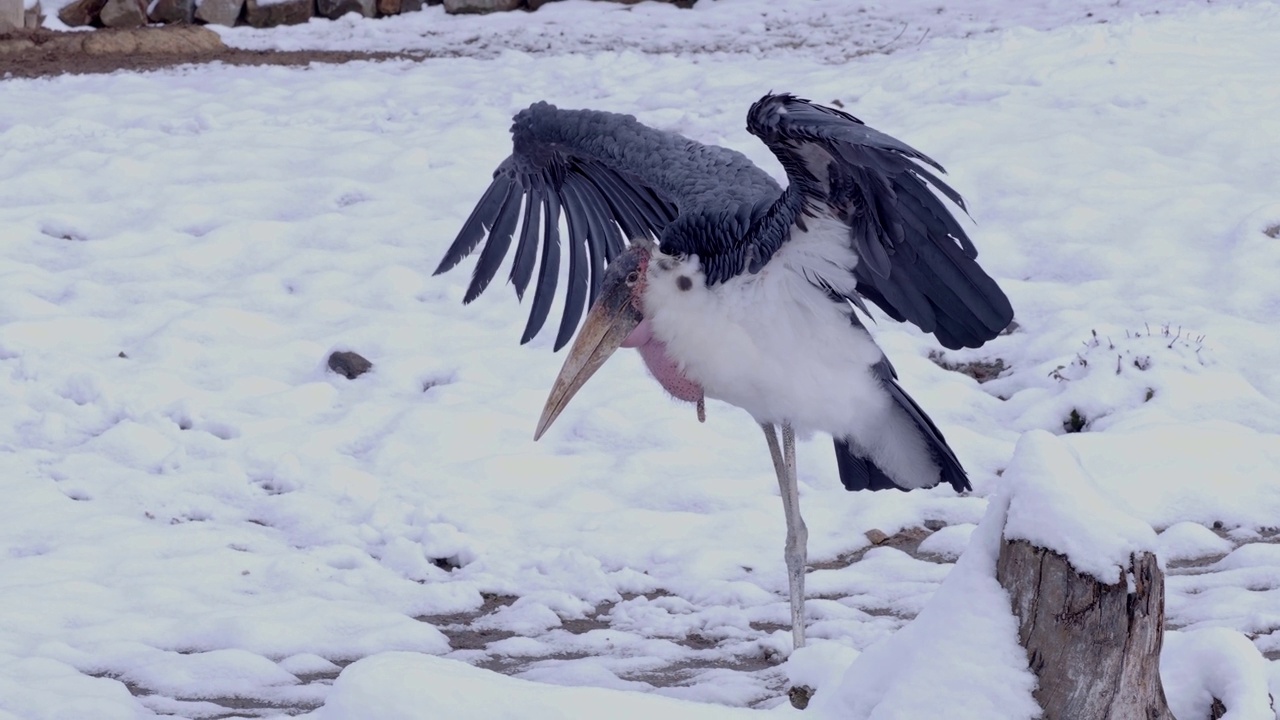鹳鹳(轻鹳)在雪中展开翅膀视频素材