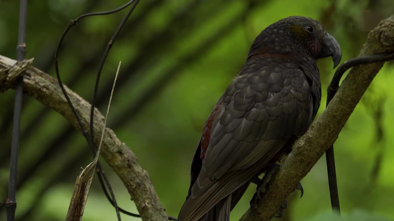 卡卡鸟，新西兰特有的野生鸟类。新西兰视频下载