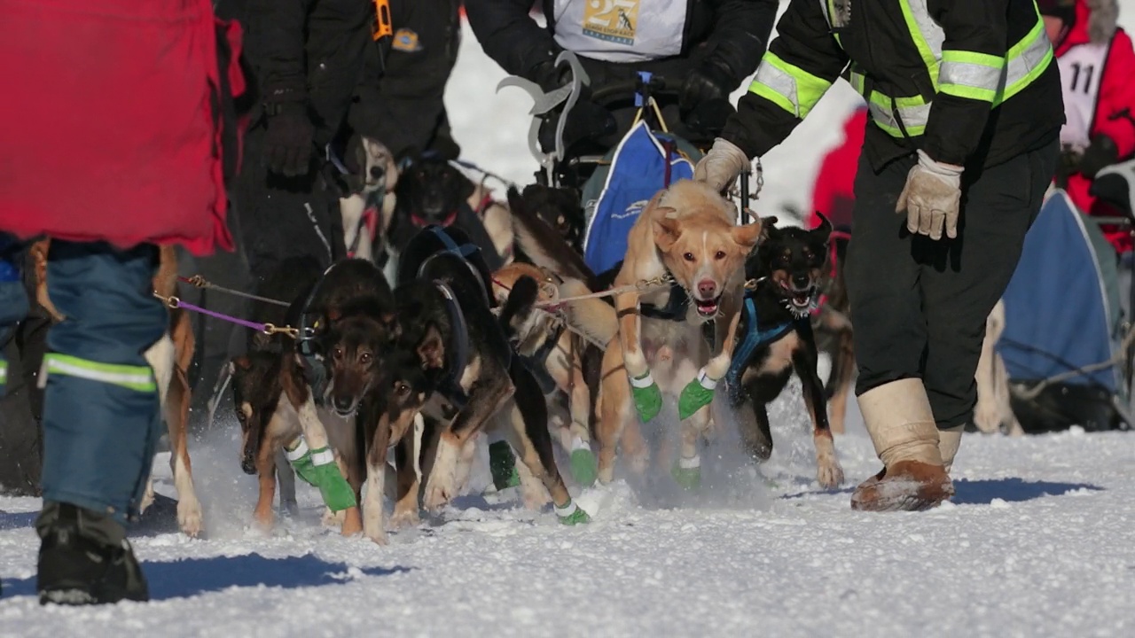 MS/TS 4K慢镜头的雪橇狗队比赛视频下载