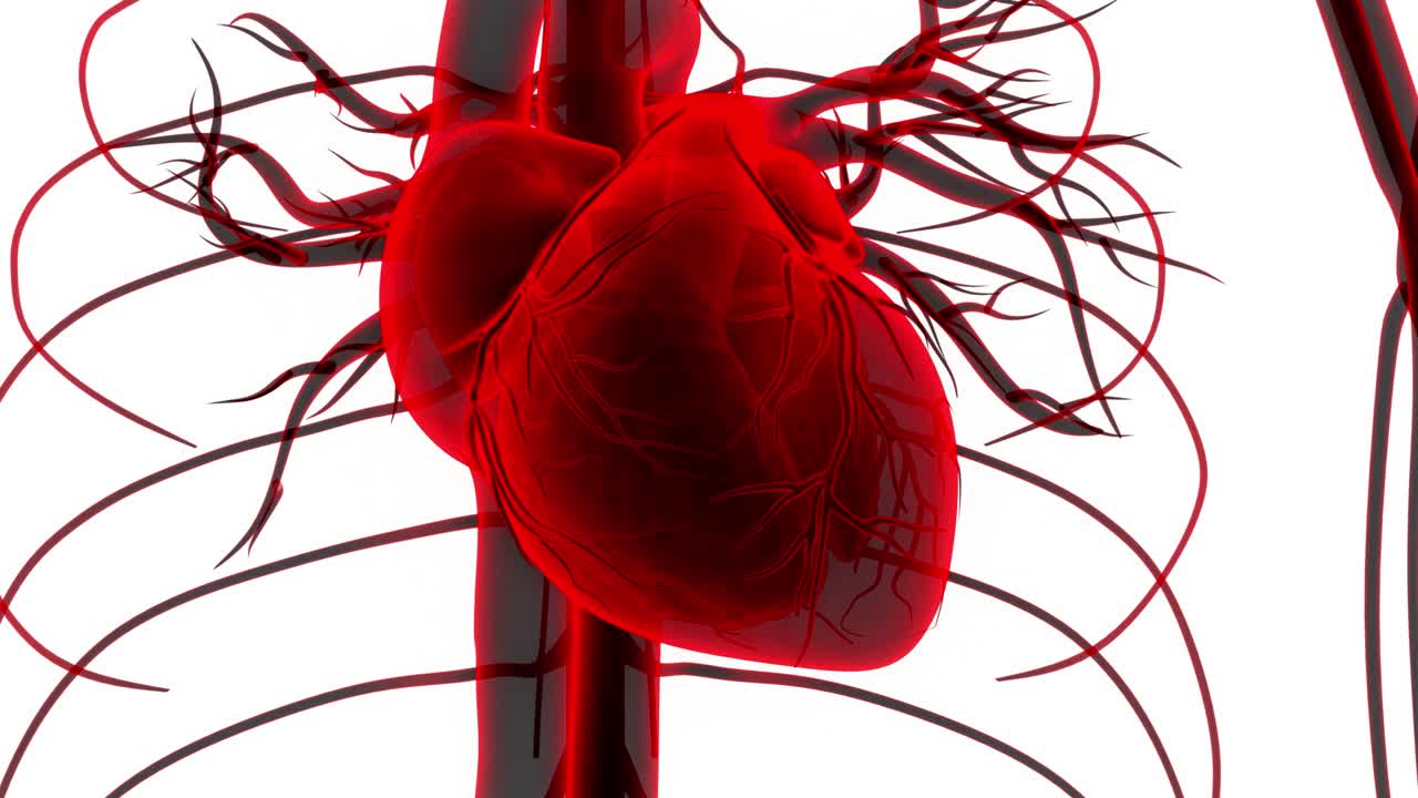人体循环系统心脏解剖动画概念视频素材