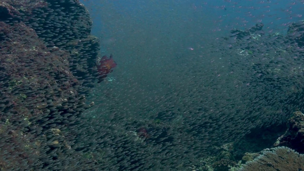 泰国Similan群岛的野生窄条纹红雀鱼视频素材